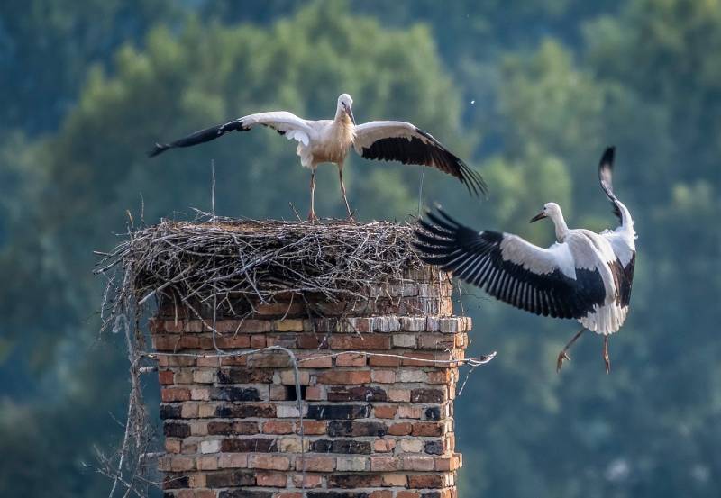 Expert Chimney Animal Removal in Clawson, MI Professional Chimney Animal Removal Services in Clawson, Michigan