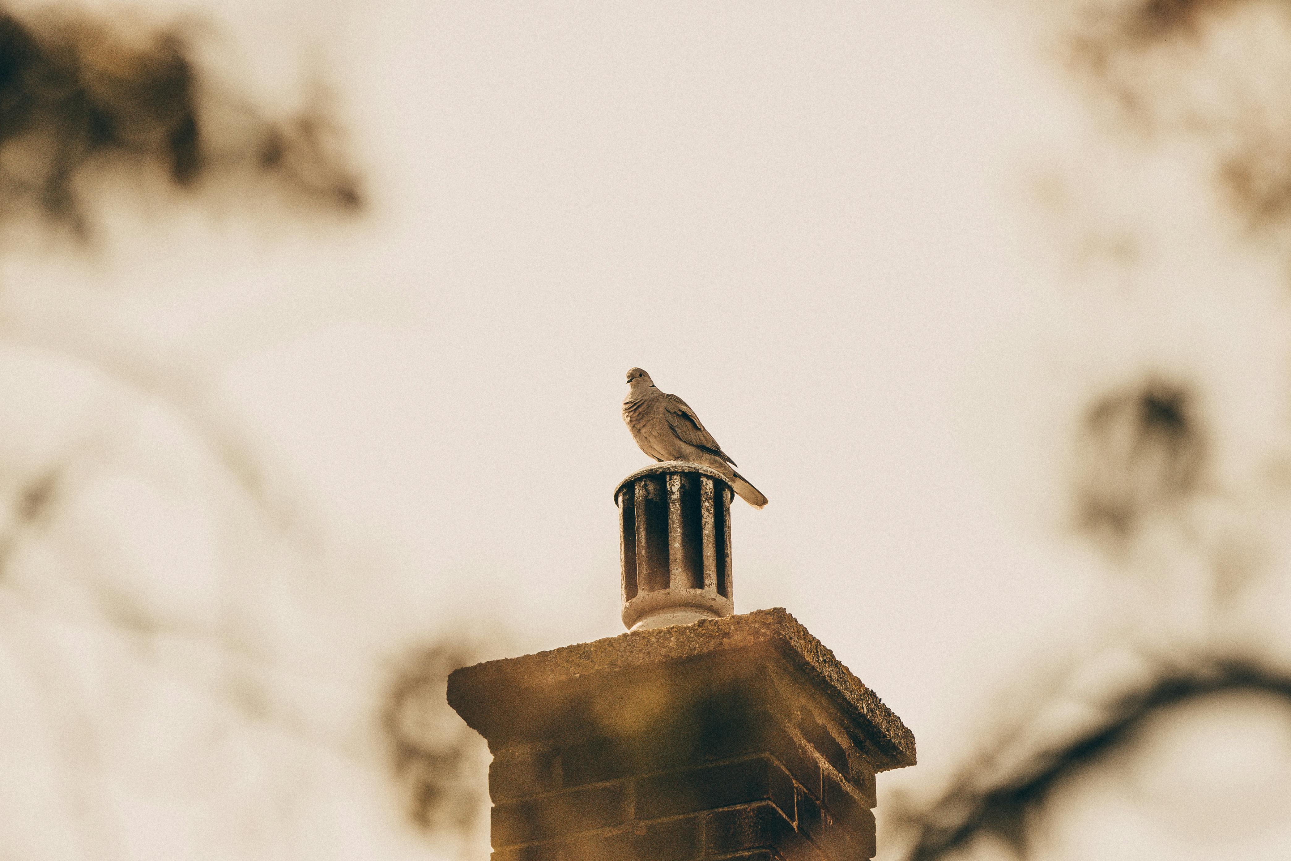 Quality Chimney Caps and Dampers Installation in Clawson, MI Professional Chimney Cap and Damper In Clawson Michigan